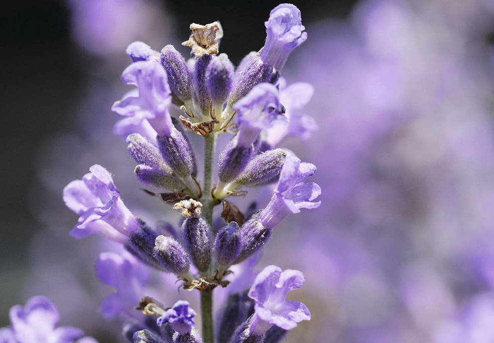 lavanda cuadrada