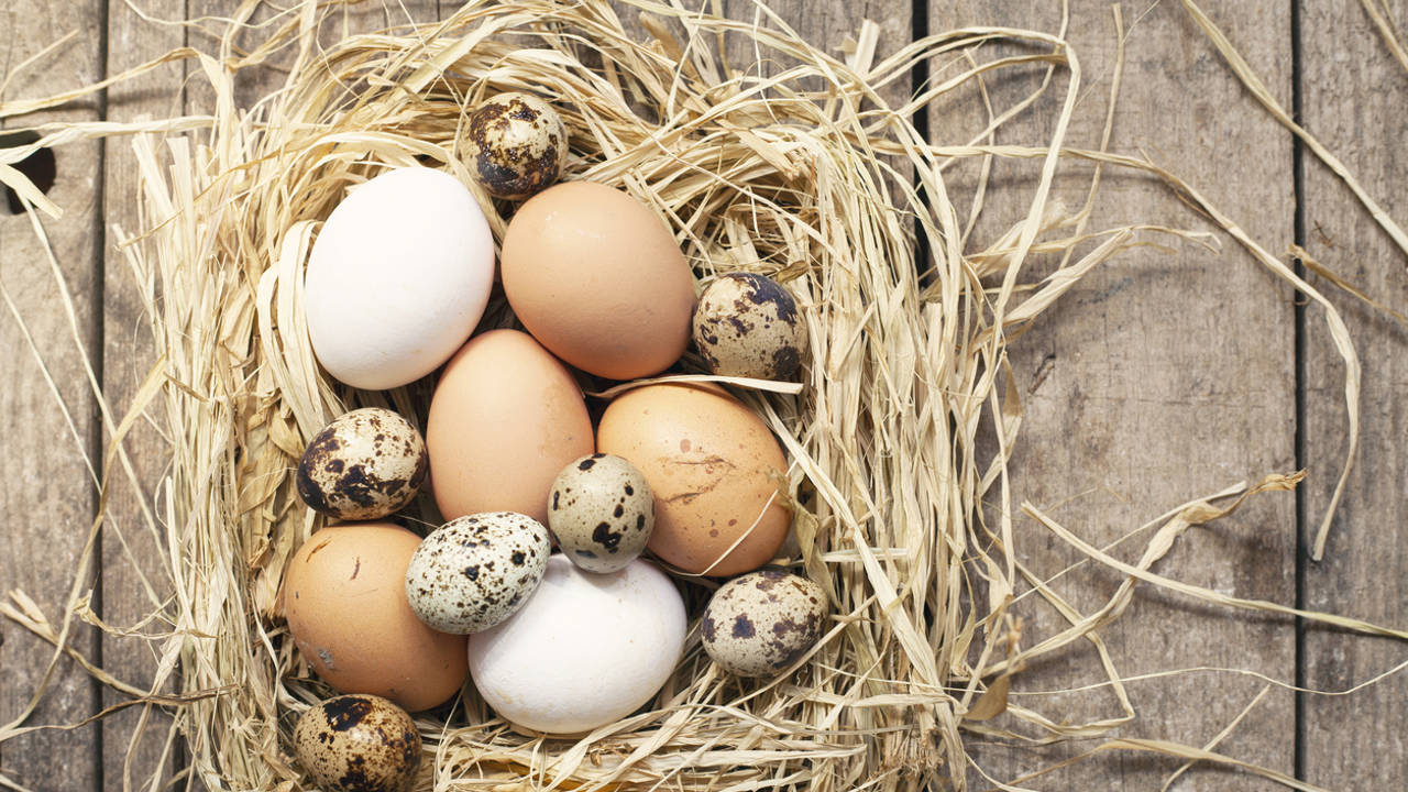 Gallina, codorniz, pata, pava, oca: qué te aportan los diferentes tipos de huevo, un alimento que es oro