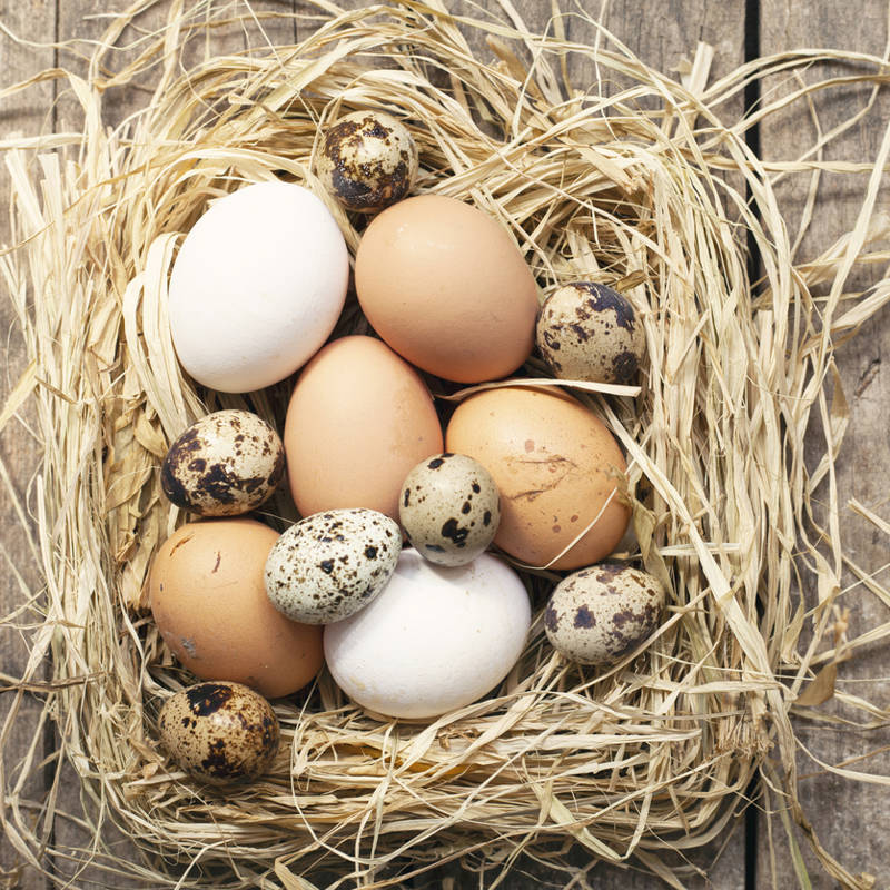 Gallina, codorniz, pata, pava, oca: qué te aportan los diferentes tipos de huevo, un alimento que es oro