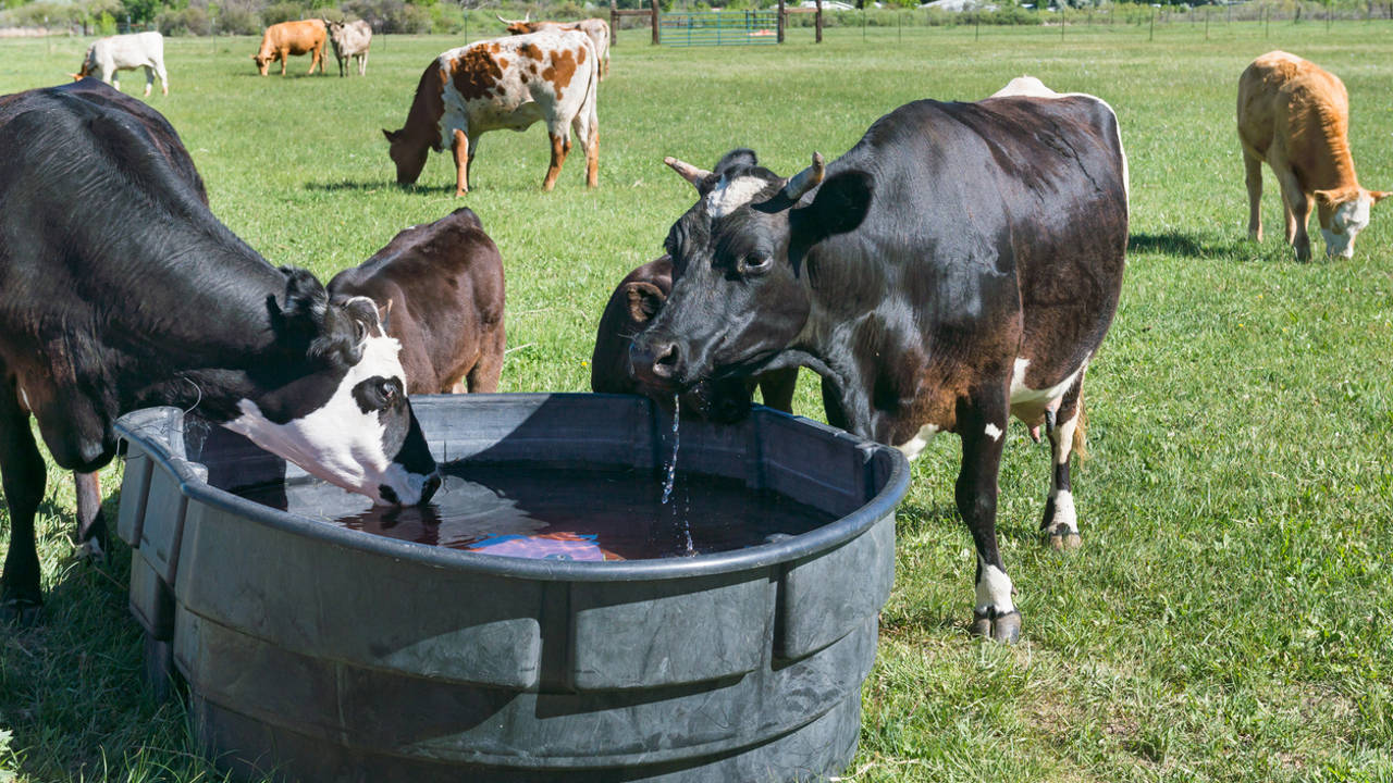 Vacas en el campo