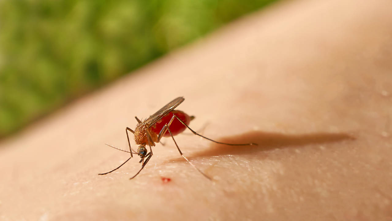 Virus del Oropouche: qué síntomas provoca esta infección tropical que pueden transmitir los mosquitos