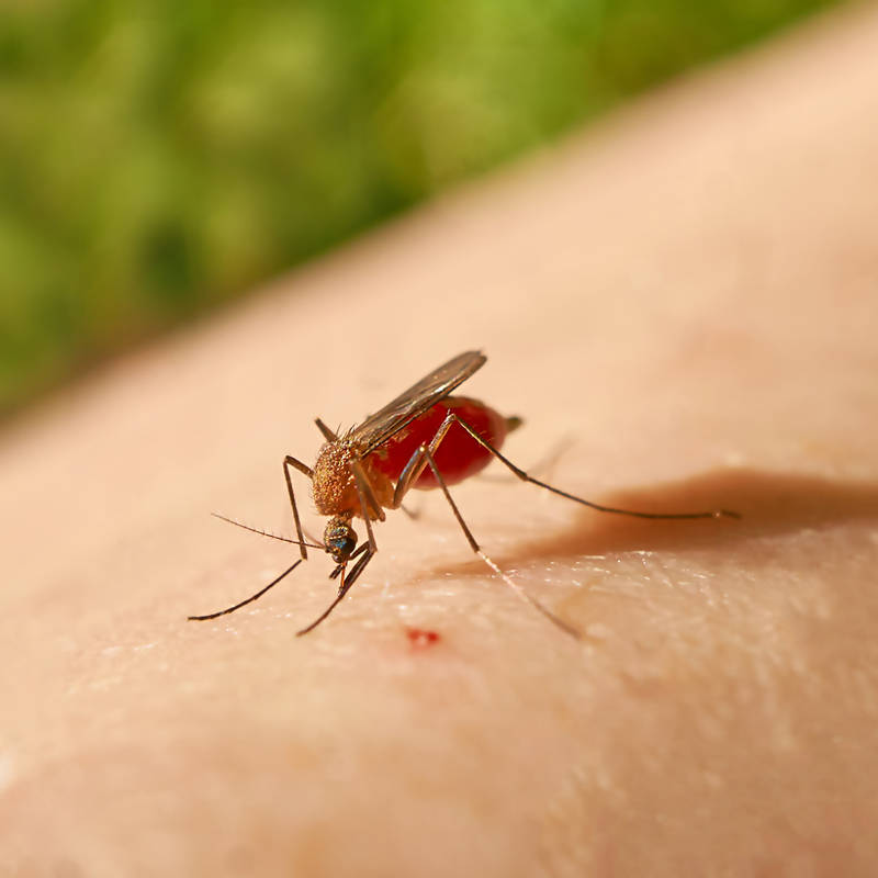 Virus del Oropouche: qué síntomas provoca esta infección tropical que pueden transmitir los mosquitos