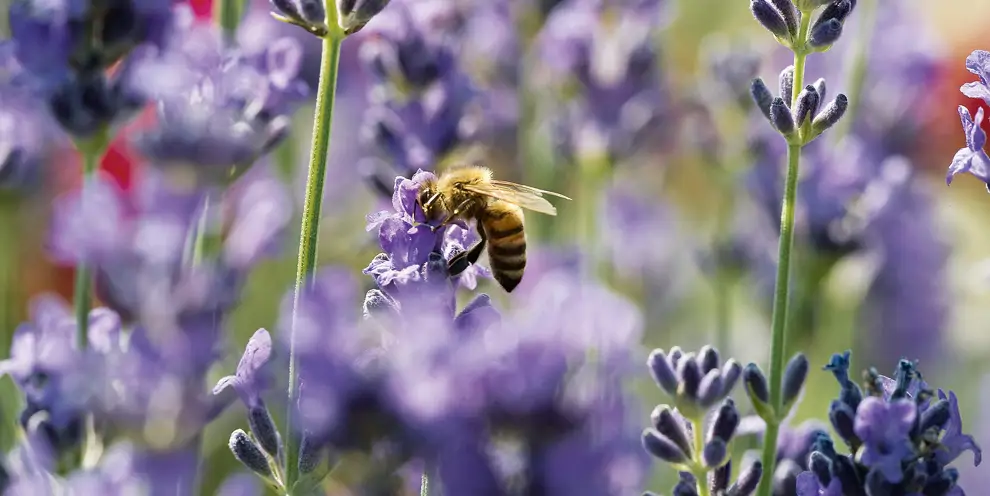 Abeja posada sobre una flor