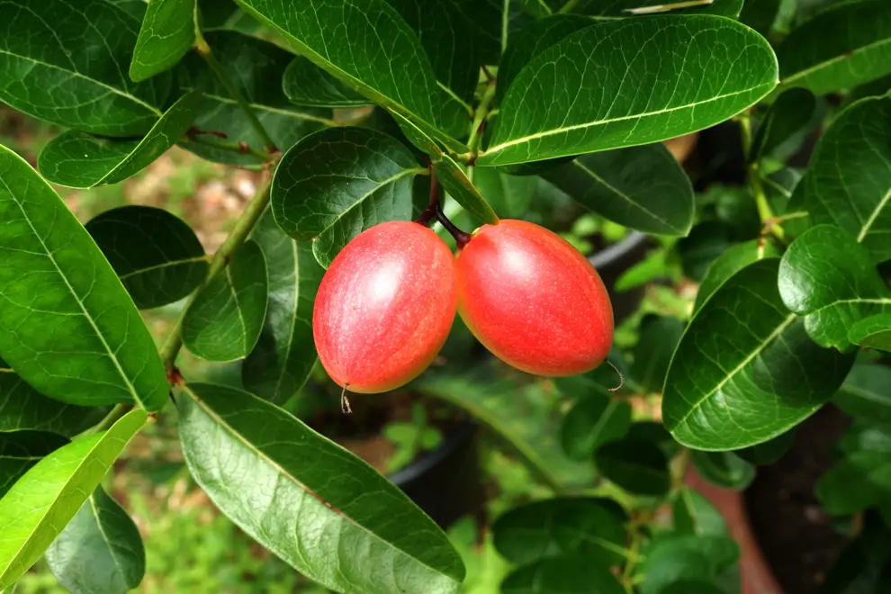 camu camu