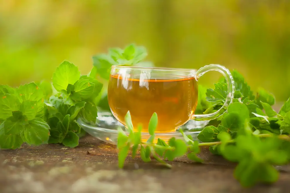 Infusión de orégano