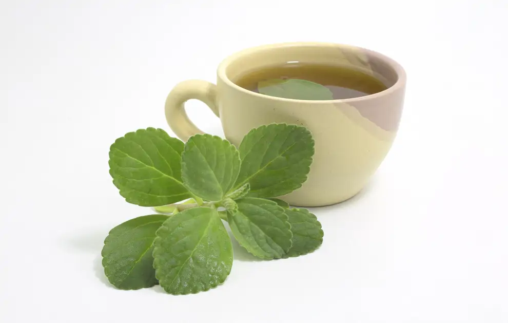 Infusión boldo