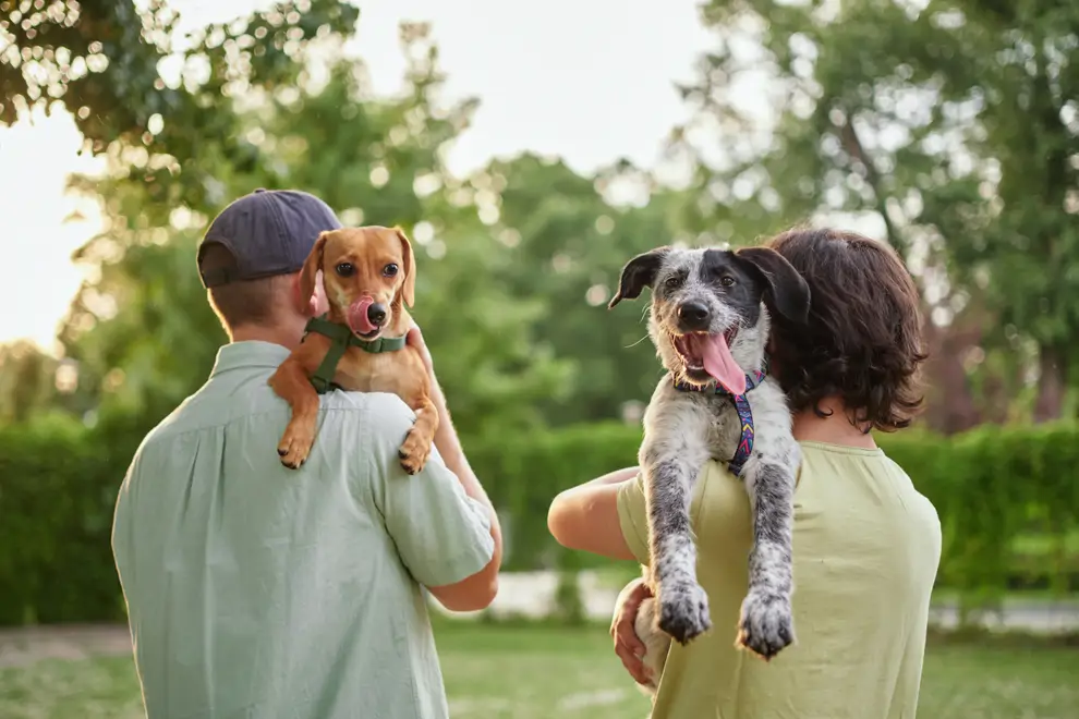 Perros y familia