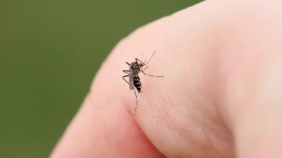 Mosquito tigre