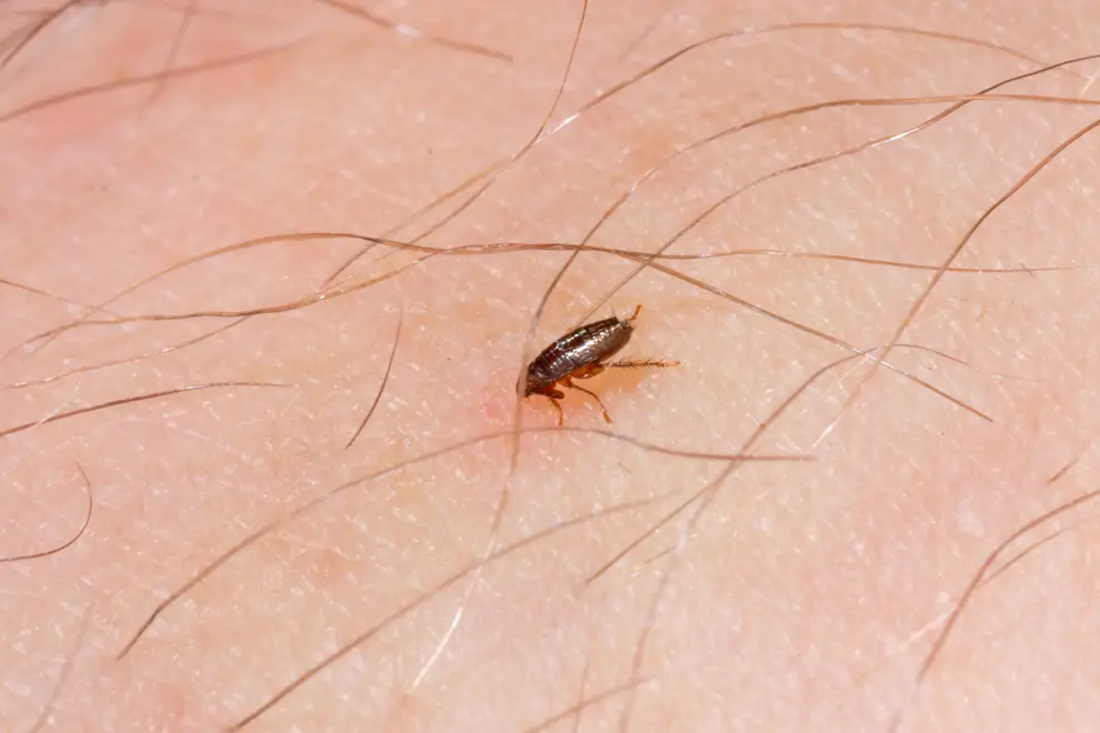 picadura pulga