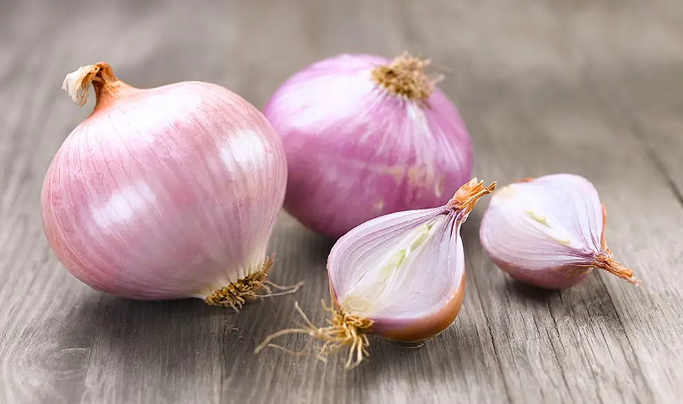 cebolla