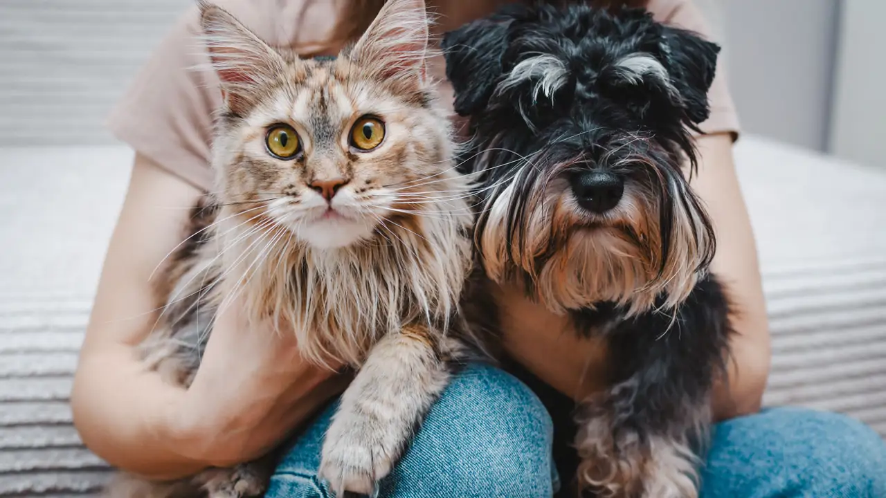 Mascotas: un gato y un perro 