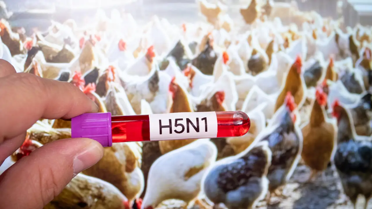 H5N1 Gripe aviar 