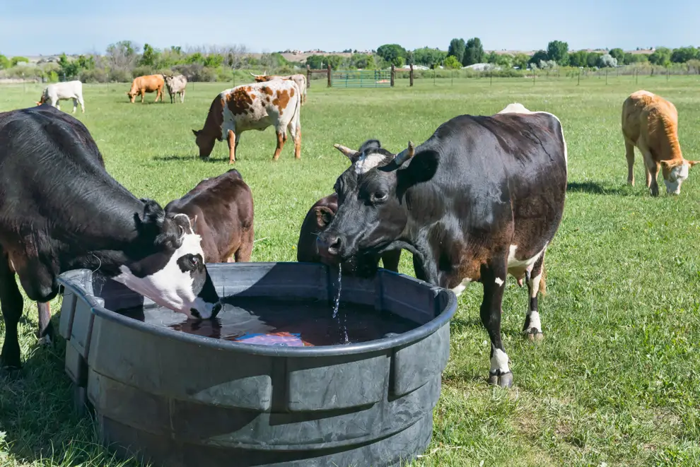 Vacas en el campo