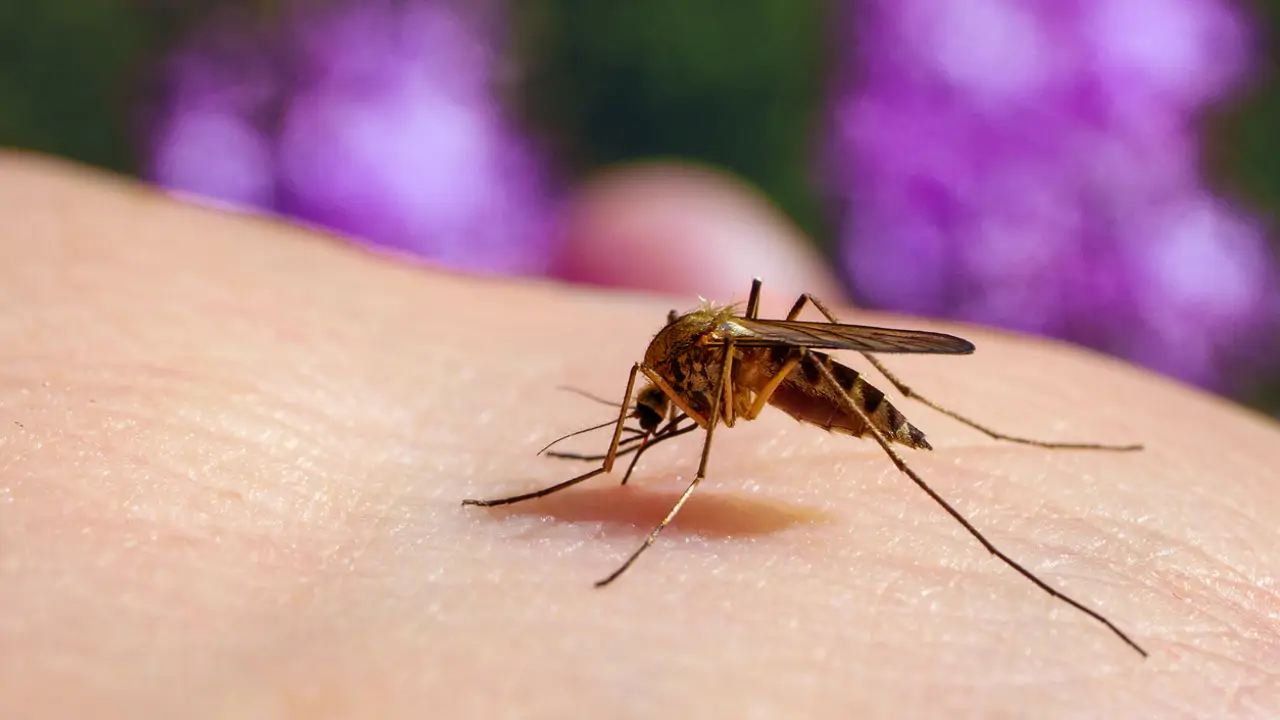 Picadura de mosquito