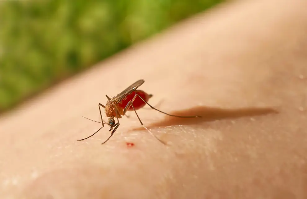 Mosquito Oropouche