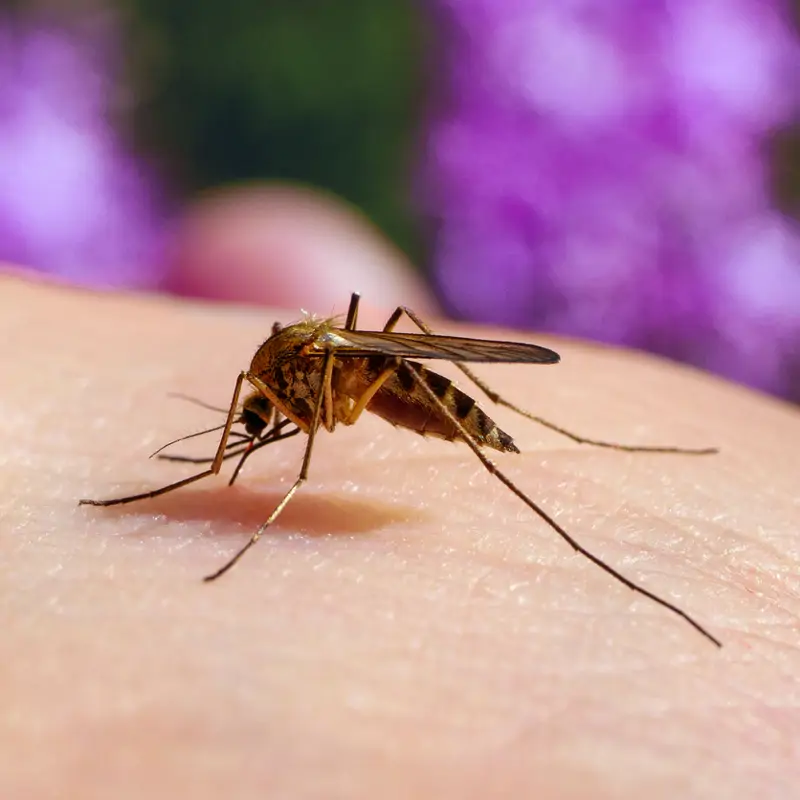 Guía para identificar los tipos de picaduras de insectos este verano