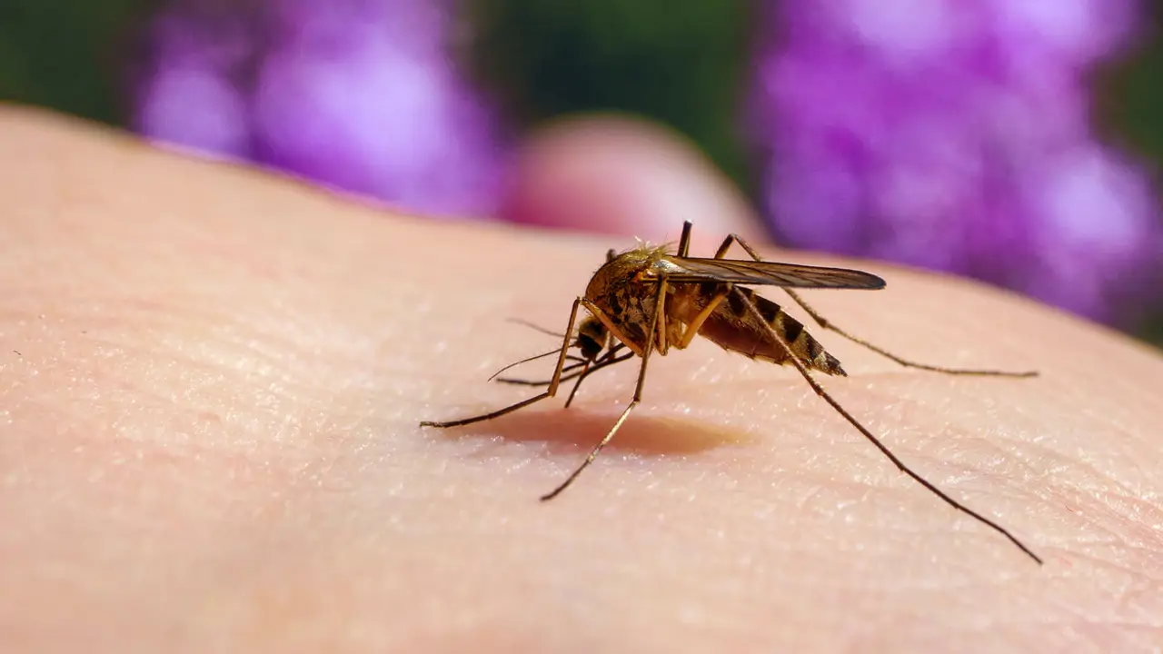 Guía para identificar los tipos de picaduras de insectos este verano
