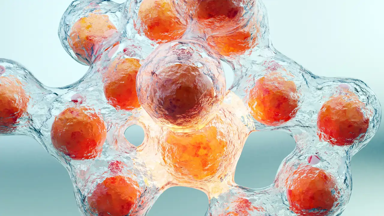 Una investigación revela por qué con la edad engorda la barriga y abre la vía para evitarlo
