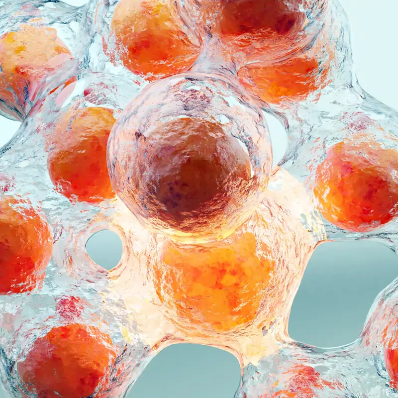 Una investigación revela por qué con la edad engorda la barriga y abre la vía para evitarlo