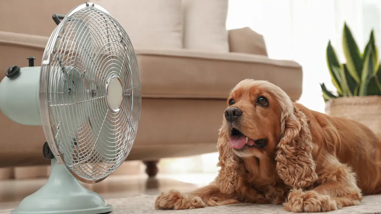 perro con ventilador