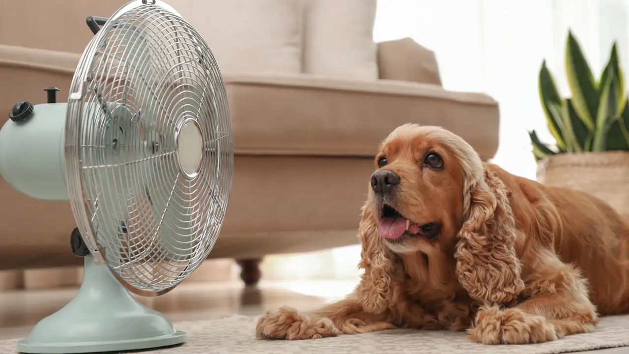 El consejo de los veterinarios para frenar el golpe de calor en los perros y cuidarlos bien en verano
