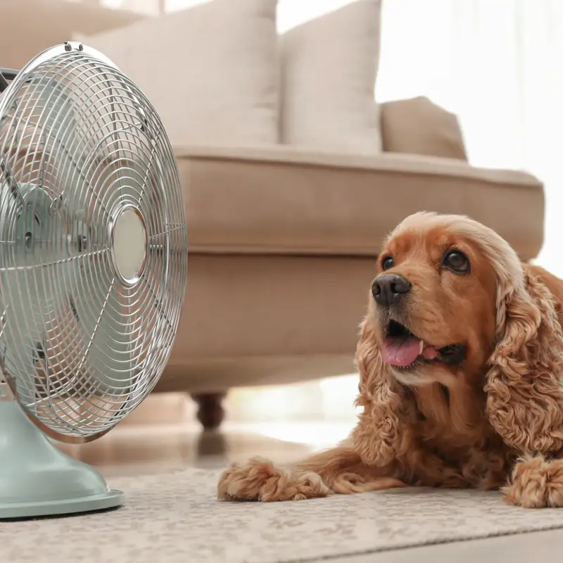 El consejo de los veterinarios para frenar el golpe de calor en los perros y cuidarlos bien en verano